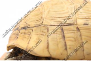 tortoise shell 0023